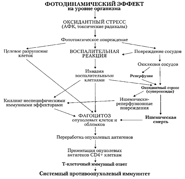 Основные механизма противоопухолевого эффекта ФДТ